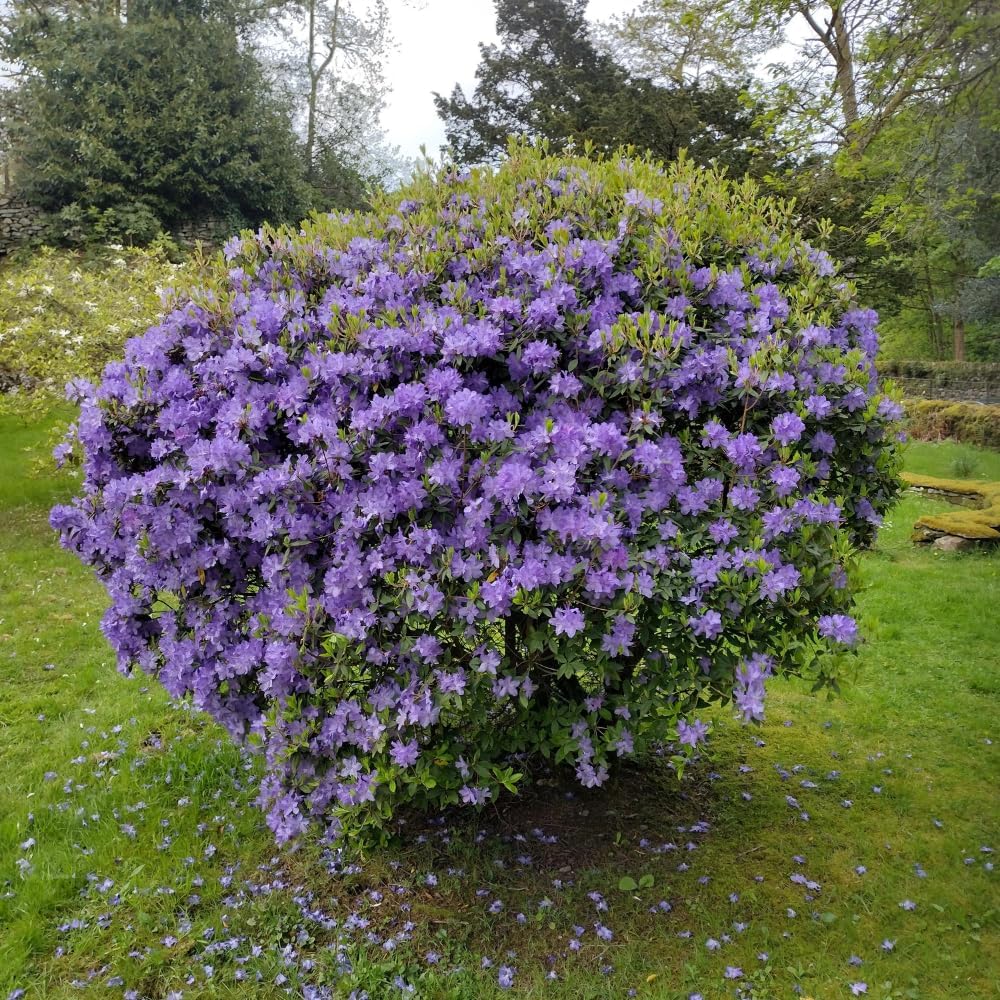 Rhododendrons Plant Live, Blue Rhododendron Shrub, Large Flowering Tree 1 Gallon Potted for Gardening