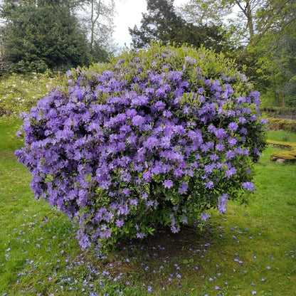 Rhododendrons Plant Live, Blue Rhododendron Shrub, Large Flowering Tree 1 Gallon Potted for Gardening