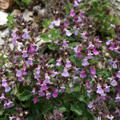 Outsidepride Germander Herb Seeds - 500 Pcs Perennial, 18-Inch Tall, Violet Blooms, Evergreen Ornamental Hedge for Herb Gardens, Attracts Bees & Butterflies, Minimal Watering Needs