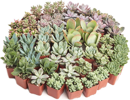 Shop Succulents Pastel Succulent Plant Pack Bulk Collection - Live Mini Succulent Plants, Low Maintenance, Bright & Serene Colors & Textures - Wedding and Party Favors, Gift & Garden, Pack of 64