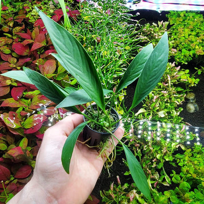 SubstrateSource Anubias Live Aquarium Plants - Potted Freshwater Plant for Fish Tanks, Terrariums - Beginner Friendly Low Light (Glabra, 1 Pot)