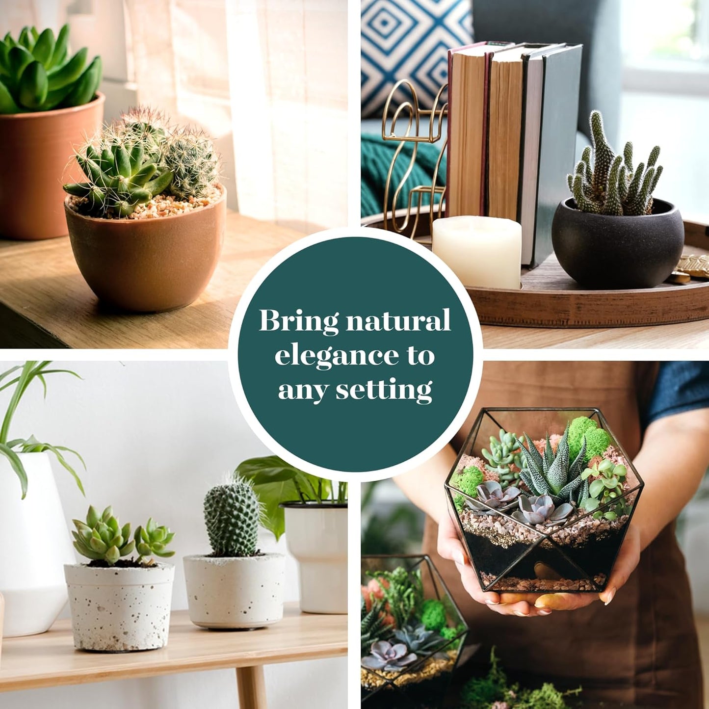 Shop Succulents Premium Live Mini Cactus and Succulent Plants in 2" Pots, Easy Care Indoor or Outdoor Gardening, Terrariums, Favors, & Contemporary Spaces with Hardy, Resilient Varieties, Pack of 64
