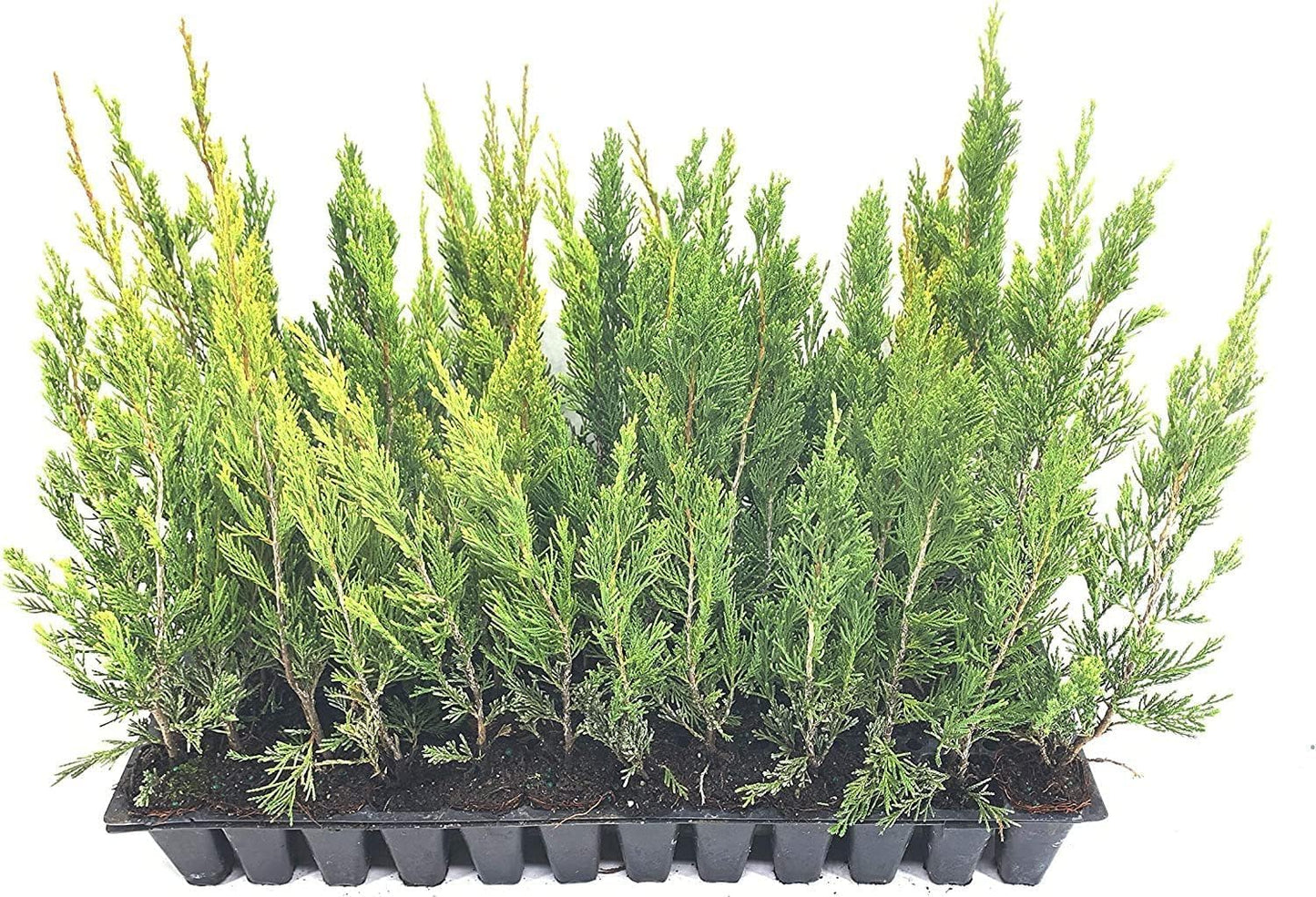 Spartan Juniper | 20 Live Trees | Juniperus Chinensis | Evergreen Privacy Screening Plant