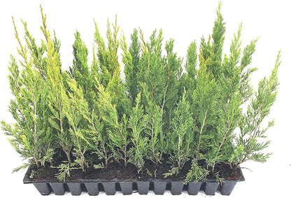Spartan Juniper | 3 Live Trees | Juniperus Chinensis | Evergreen Privacy Screening Plant