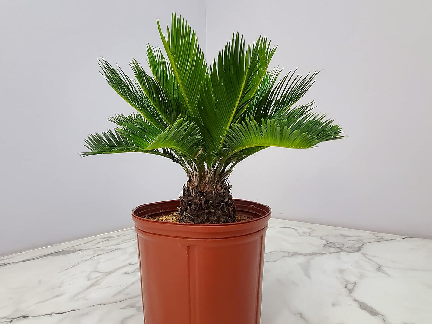 Sago Palm Tree - Cycas Revoluta - Overall Height 16" to 22" - Tropical Plants of Florida (Plant Only)