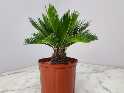 Sago Palm Tree - Cycas Revoluta - Overall Height 16" to 22" - Tropical Plants of Florida (Plant Only)