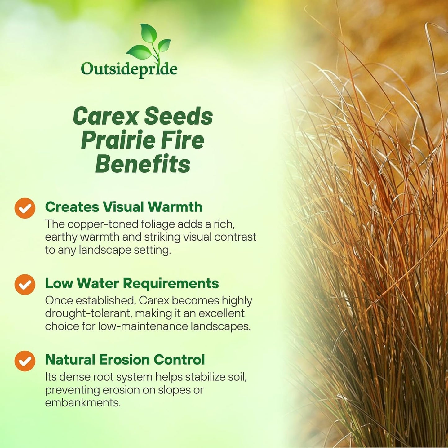 Outsidepride Carex Prairie Fire Ornamental Grass Seed – 200 Pcs. Perennial, Low-Maintenance, Drought-Tolerant Grass Seeds with Low Growing Foliage for Borders, Ground Covers, & Outdoor Living Spaces