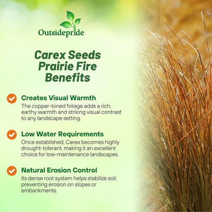 Outsidepride Carex Prairie Fire Ornamental Grass Seed – 400 Pcs. Perennial, Low-Maintenance, Drought-Tolerant Grass Seeds with Low Growing Foliage for Borders, Ground Covers, & Outdoor Living Spaces