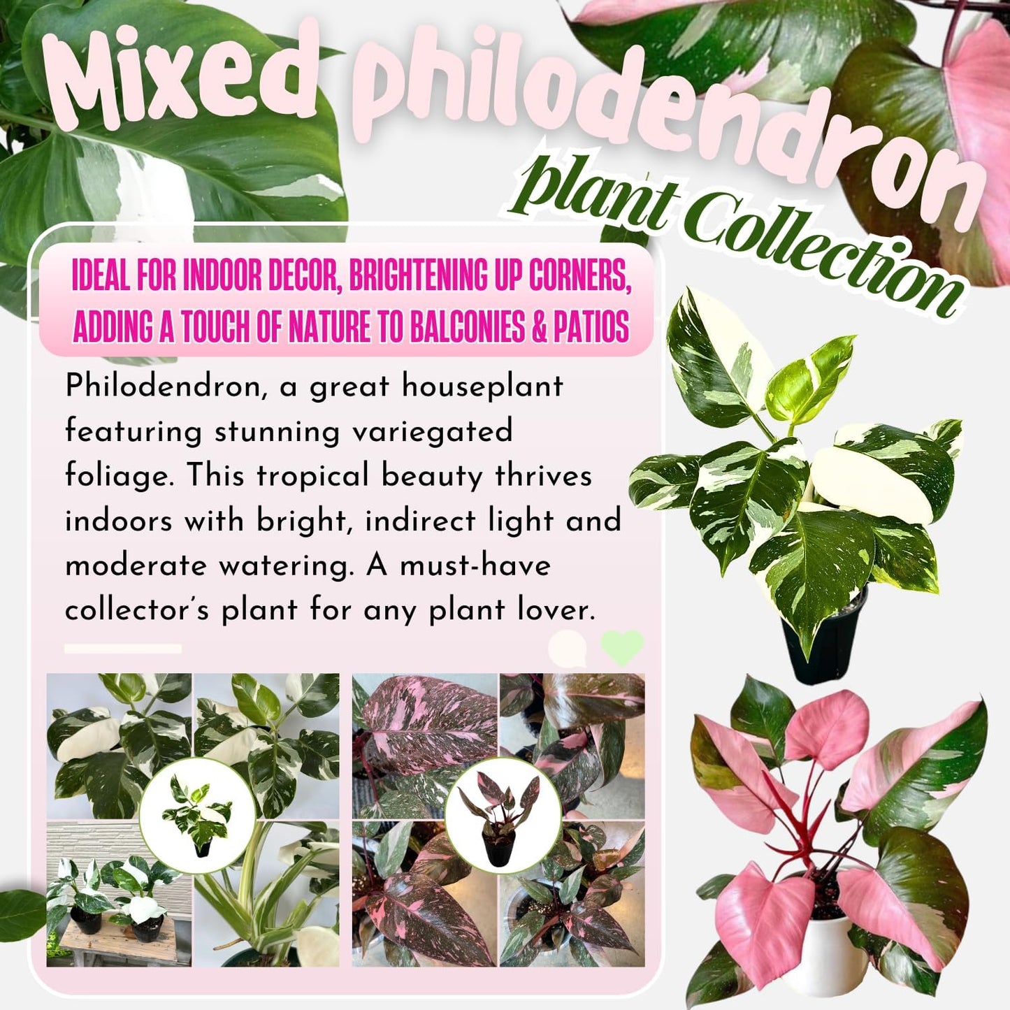 2 Philodendron Live Plant 5-9" Tall, Rare Tropical Indoor Houseplant Home Garden (Mix Rare Philodendron)