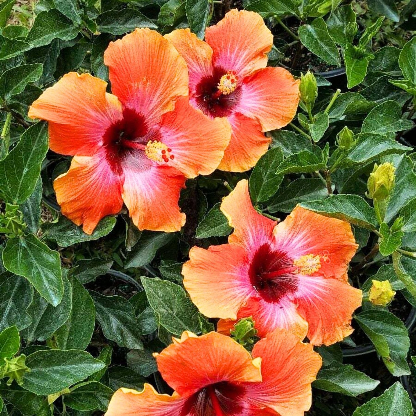 2 Sunset Hibiscus Live Plants, Clump 8-12” Tall, Hardy Hibiscus Plants Live, Hibiscus Trees Flowering Shrub