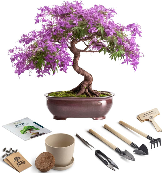 Bonsai Starter Kit – Growing Jacaranda Bonzai Tree from Seeds | Complete Indoor Tree Kit for Growing Plants with Tools & Planter – Gardening Gifts for Mother, Women & Men