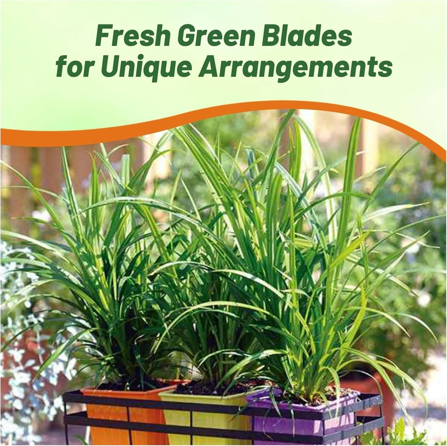 Outsidepride Carex Fresh Look Ornamental Grass Seed – 200 Pcs. Perennial, Low-Maintenance, Drought-Tolerant Grass Seeds with Low Growing Foliage for Borders, Ground Covers, & Outdoor Living Spaces