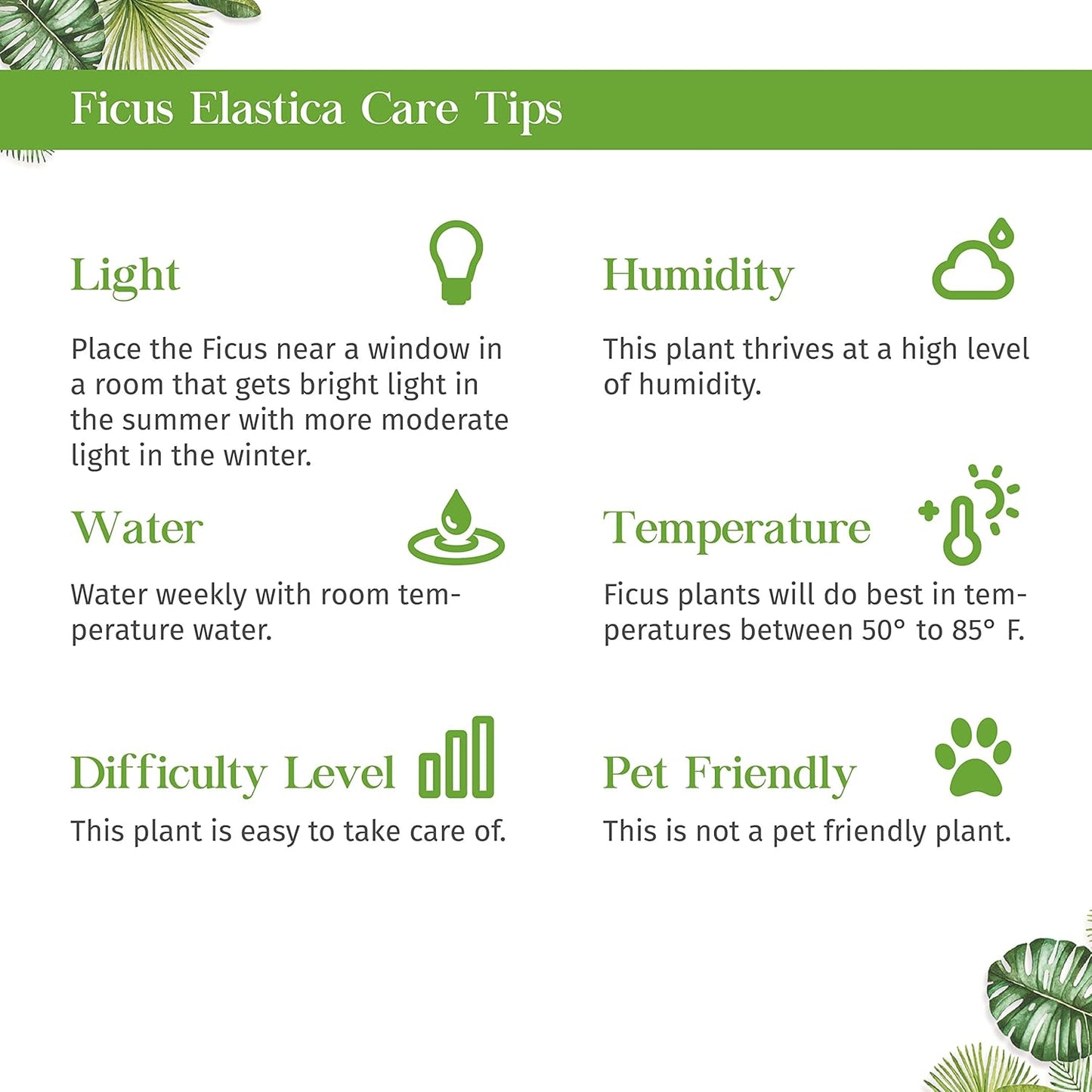 Ficus 'Ginseng' Live Plant for Indoor | Different Houseplants in 4'' & 6'' Pot | Real House Plant for Living Room, Office, Desk & Bathroom | Pot-Bellied Ficus