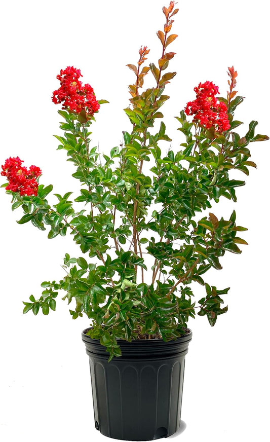 American Plant Exchange Miss Frances Crape Myrtle Tree Live, 7-Gallon Pot, 2-3ft Tall, Vibrant Red Flowers, Drought-Tolerant, Large Outdoor Landscape Accent, Year-Round Beauty