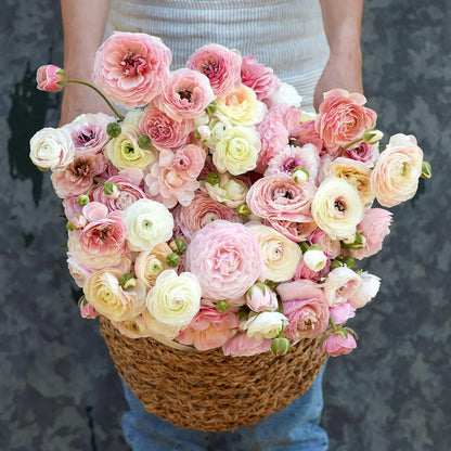 Ranunculus Bulbs - Porcelaine - 100 Bulbs - Pink Flower Bulbs, Corm Attracts Bees, Attracts Pollinators, Easy to Maintain & Grow, Fragrant, Container Garden