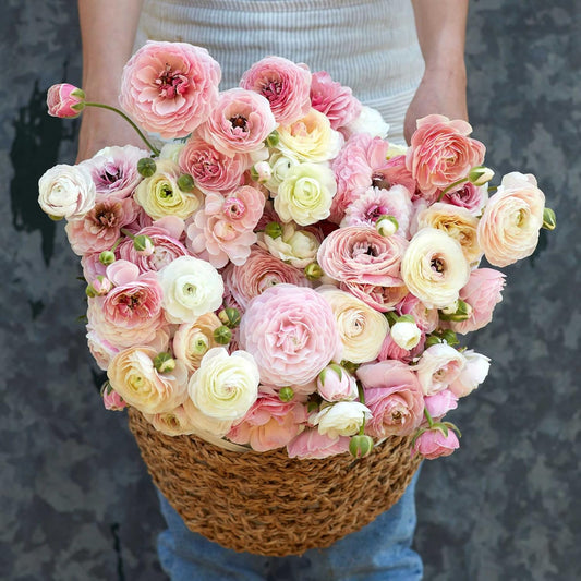 Ranunculus Bulbs - Porcelaine - 100 Bulbs - Pink Flower Bulbs, Corm Attracts Bees, Attracts Pollinators, Easy to Maintain & Grow, Fragrant, Container Garden