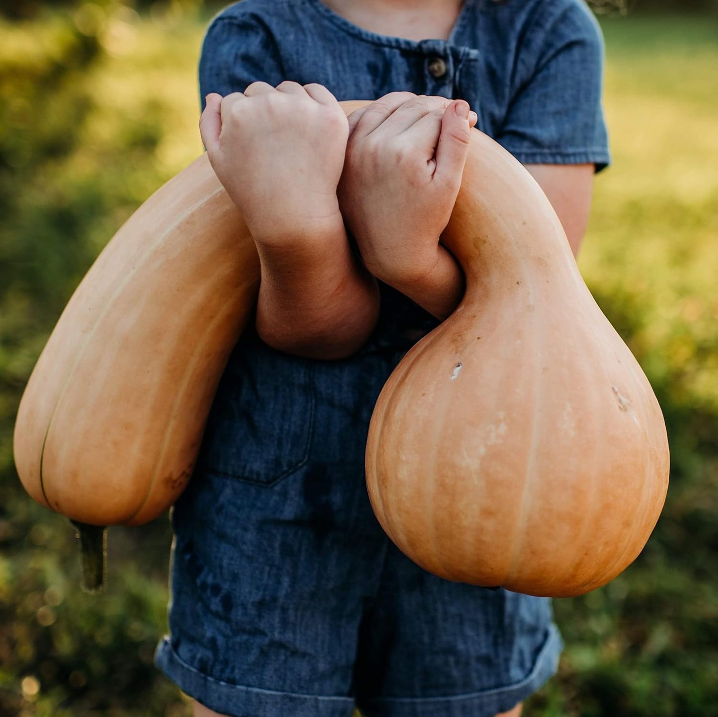 Pennsylvania Dutch Crookneck Squash - 25 Seeds - Heirloom Butternut Squash Variety, Non-GMO Winter Squash Seeds for Planting in The Home Garden, Thresh Seed Company
