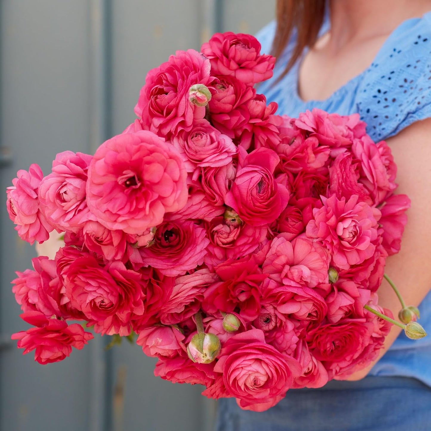 Eden Brothers Ranunculus Bulbs - Bonbon