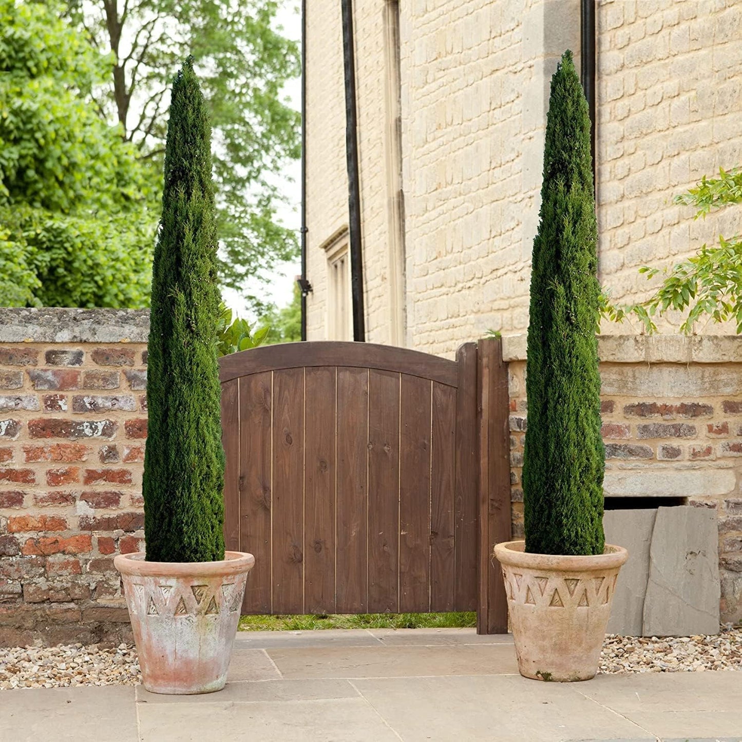 Florida Foliage Italian Cypress Tree | 10 Live Seedlings Cupressus Sempervirens Formal Elegant Mediterranean Style Plants, Green
