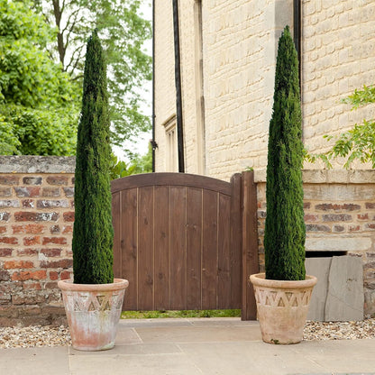 Florida Foliage Italian Cypress Tree | 10 Live Seedlings Cupressus Sempervirens Formal Elegant Mediterranean Style Plants, Green