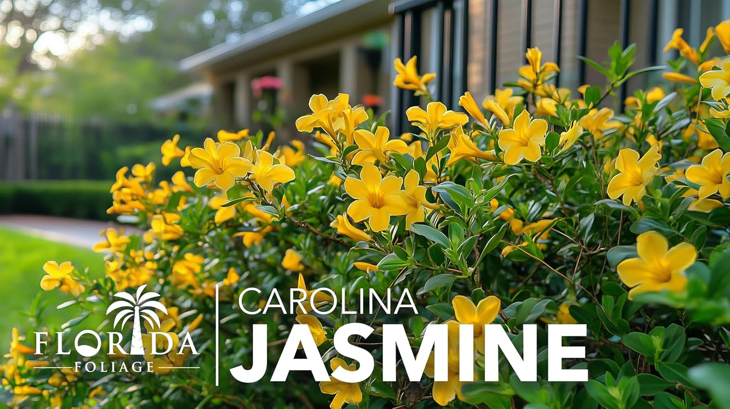Carolina Jasmine | 40 Live Plants | Gelsemium sempervirens | Fast-Growing Flowering Vine for Trellises & Fences | Climbing Landscape Plants