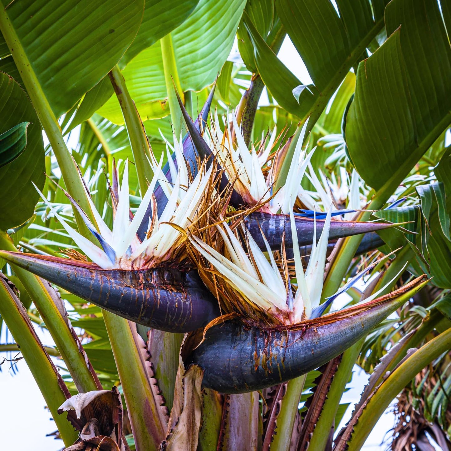 White Bird of Paradise Plant Live Houseplant, 5-12 Inch Tall, Ornamental Strelitzia Reginae Live Plant for Indoor Outdoor