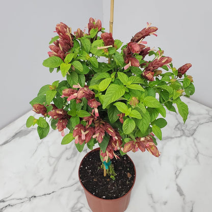 Braided Shrimp Tree - Red Flowers - Overall Height 36" to 42" - Tropical Plants of Florida (Plant Only)