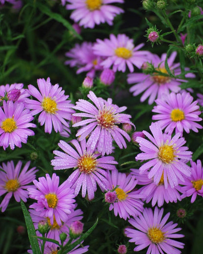 Perennial Farm Aster X 'Wood's Pink' – Live Dwarf Aster Perennial in #1 Container, Compact Habit with Rose-Pink Daisy-Like Blooms, Pollinator Friendly, Long Blooming, Great for Borders & Fall Gardens