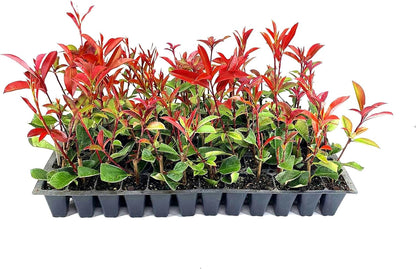 Photinia Red Tip - 10 Live Plants - Photinia x Fraseri - Evergreen Landscape Shrub