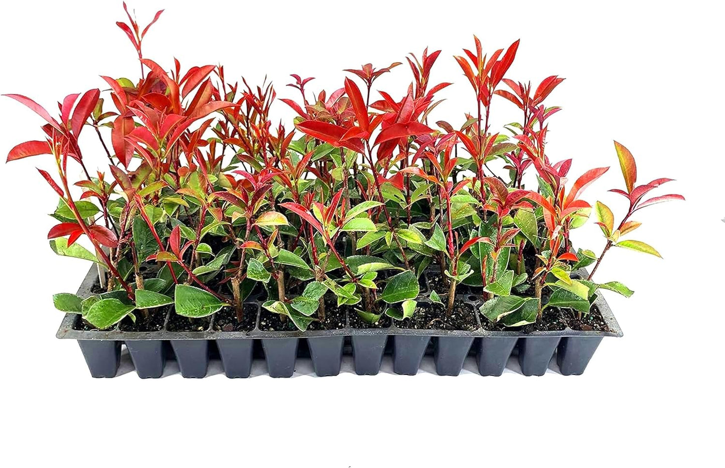 Photinia Red Tip - 20 Live Plants - Photinia x Fraseri - Evergreen Landscape Shrub