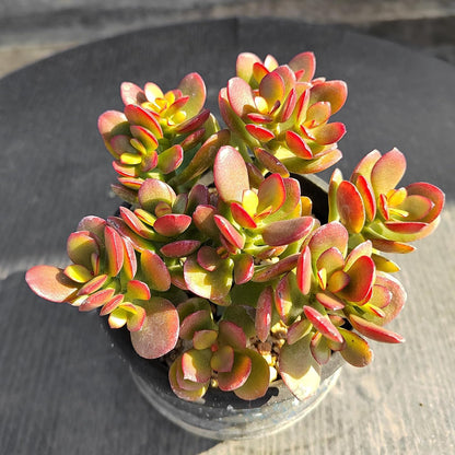 Sprout N Green Dwarf Jade - Crassula Ovata Crosby's Compact, Rare Cute Succulent Plant Fully Rooted in 2" Pot