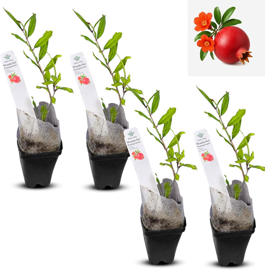 Live Pomegranate 'Wonderful' Plants (Punica Granatum 'Wonderful') - Fruit-Bearing