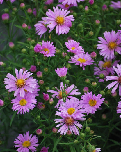 Perennial Farm Aster X 'Wood's Pink' – Live Dwarf Aster Perennial in #1 Container, Compact Habit with Rose-Pink Daisy-Like Blooms, Pollinator Friendly, Long Blooming, Great for Borders & Fall Gardens