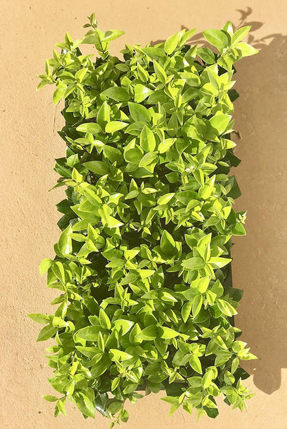 Ligustrum Waxleaf Privet - 20 Live Plants 2" Pot Size - Evergreen Privacy Hedge