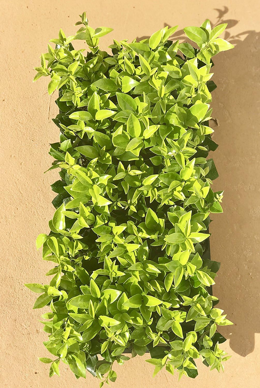 Ligustrum Waxleaf Privet - 40 Live Plants 2" Pot Size - Evergreen Privacy Hedge