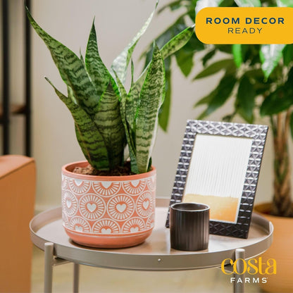 Costa Farms Snake Plant, Small Live Plant in Decorative Pot, Easy to Maintain, Air Purifying Succulent Indoor Houseplant, Assorted Variety, Home, Room, or Office Décor, 8-12 Inches Tall