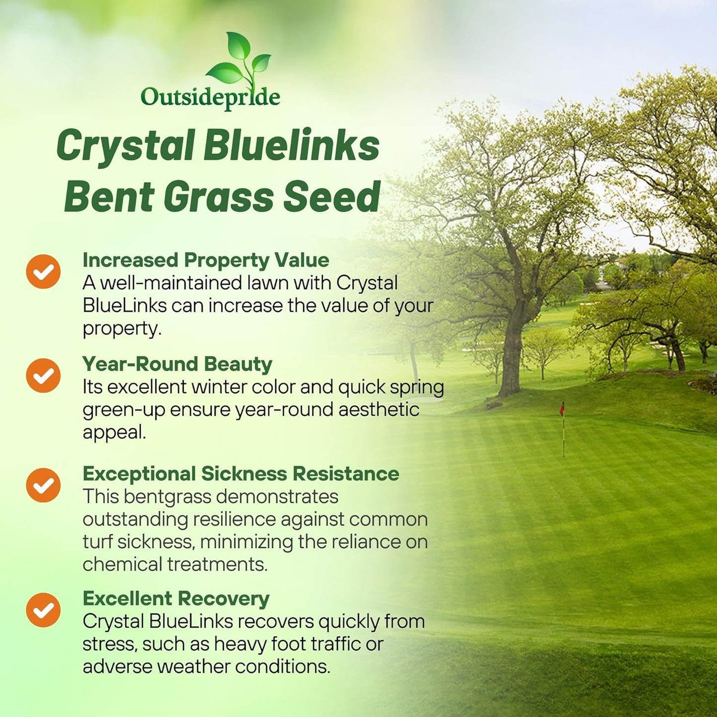 Outsidepride Crystal Bluelinks Creeping Bent Grass Seed - 25 lbs. Dense Turf Grass for Golf Greens & Putting Surfaces, Fine-Textured, Tolerant to Close Mowing for Smooth, Consistent Lawn Coverage