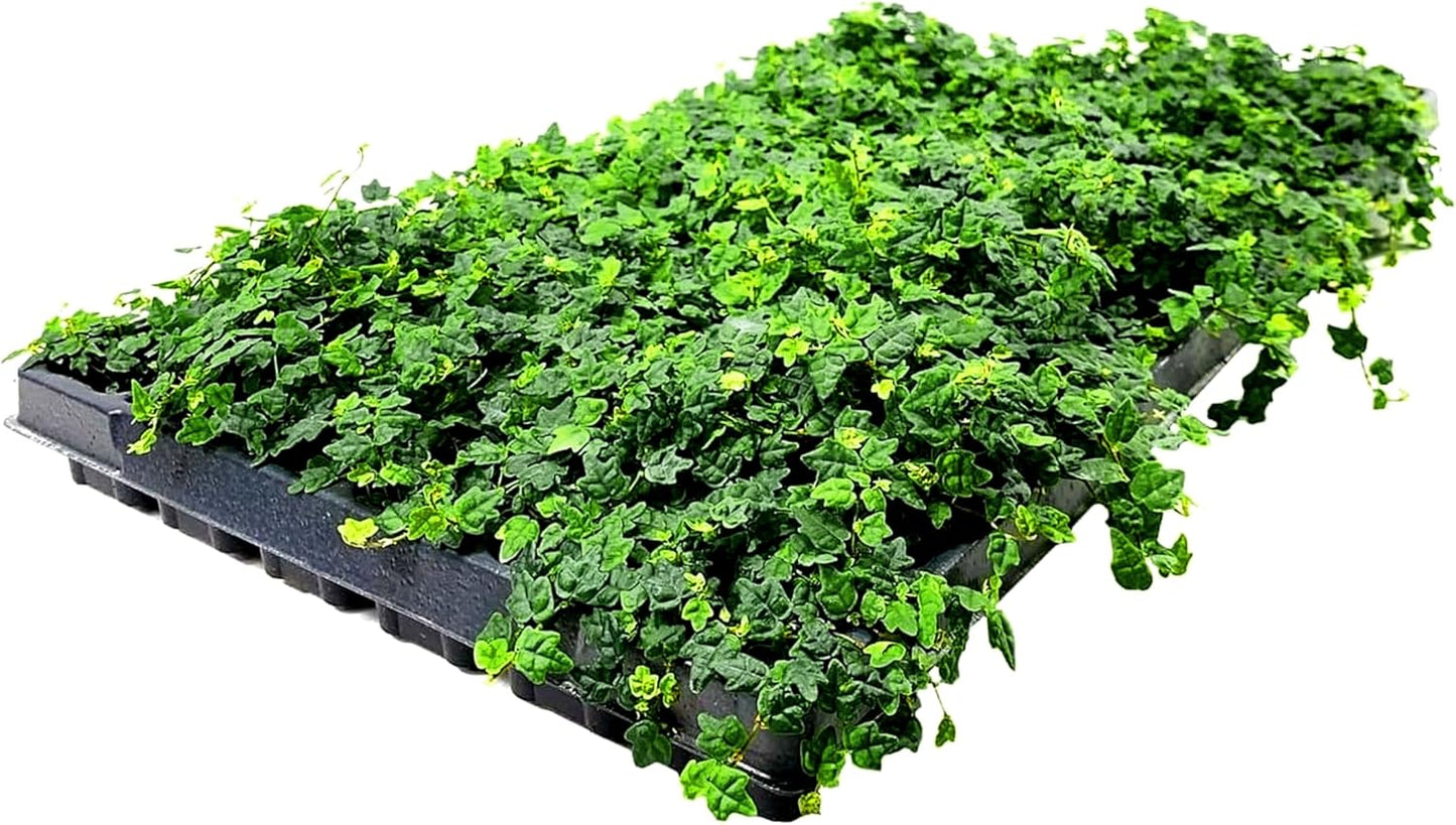 Ficus Pumila Quercifolia | 20 Live Plants | Oak Leaf Creeping Fig, Easy-Care Indoor/Outdoor Trailing Vine Plant, Perfect for Walls and Ground Cover