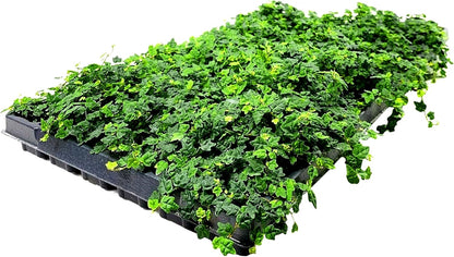 Ficus Pumila Quercifolia | 20 Live Plants | Oak Leaf Creeping Fig, Easy-Care Indoor/Outdoor Trailing Vine Plant, Perfect for Walls and Ground Cover