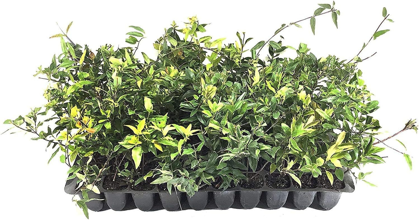 Carolina Jasmine | 40 Live Plants | Gelsemium Sempervirens | Fragrant Yellow Blooms, Evergreen Vine, Low Maintenance, Fast Growing, Climbing, Attracts Pollinators, Garden Trellis