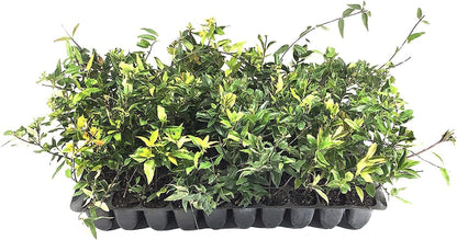Carolina Jasmine | 50 Live Plants | Gelsemium Sempervirens | Fragrant Yellow Blooms, Evergreen Vine, Low Maintenance, Fast Growing, Climbing, Attracts Pollinators, Garden Trellis