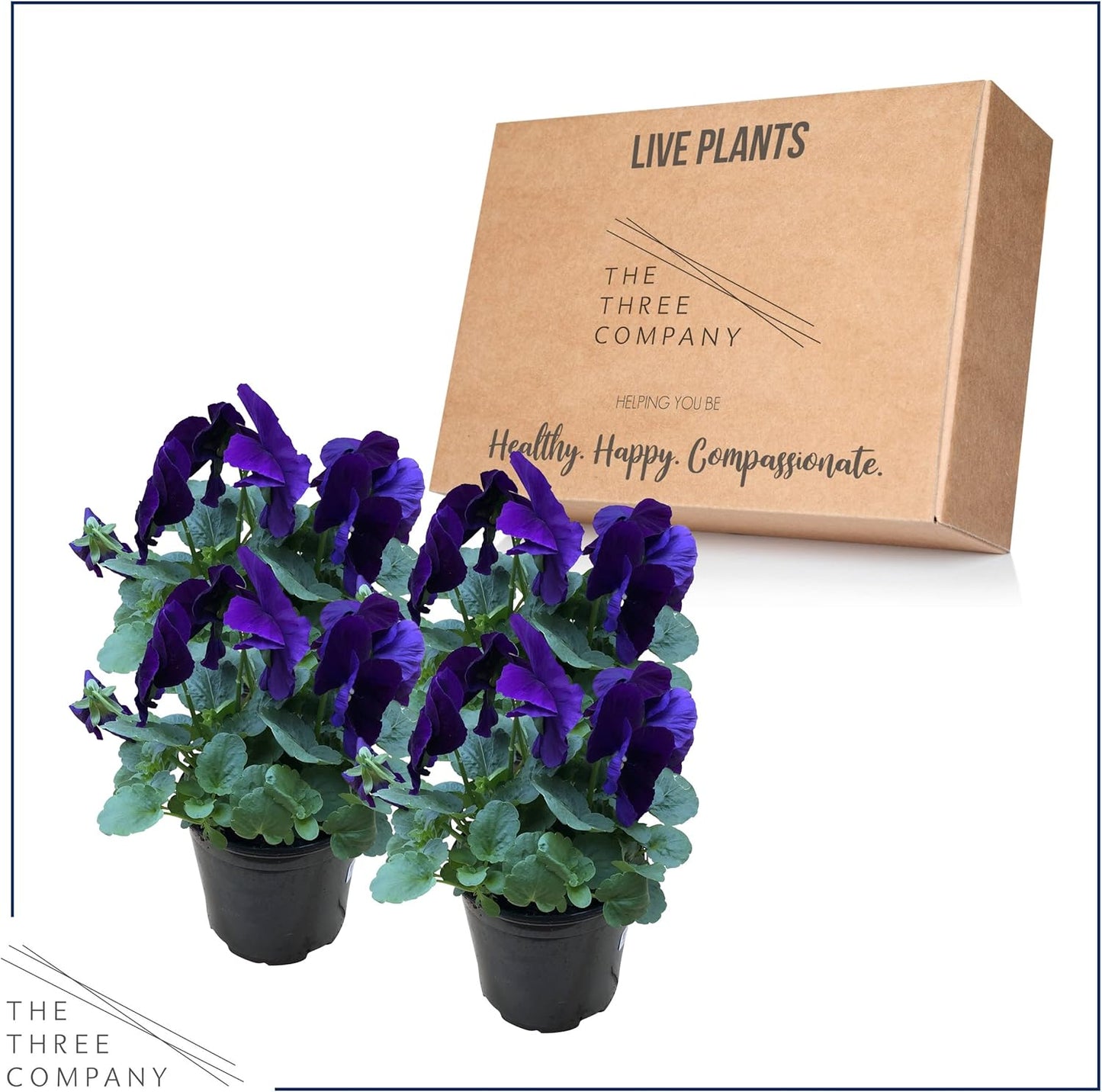 Live Healthy Flowering Pansies - Purple (4 Plants Per Pack), Beautiful Fall Color, 6" Tall by 4" Wide in 1 Pint Square Pot