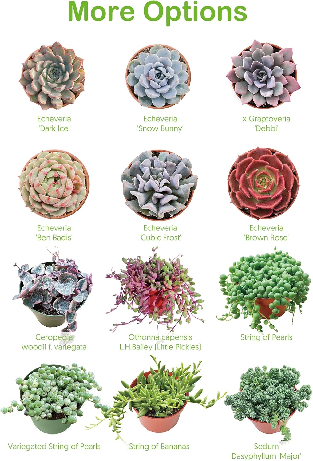 Live Succulent Echeveria 'Mexican pulidonis', Approx 2-inch Large, Potted Succulents, Fully Rooted, Easy Care House Plants