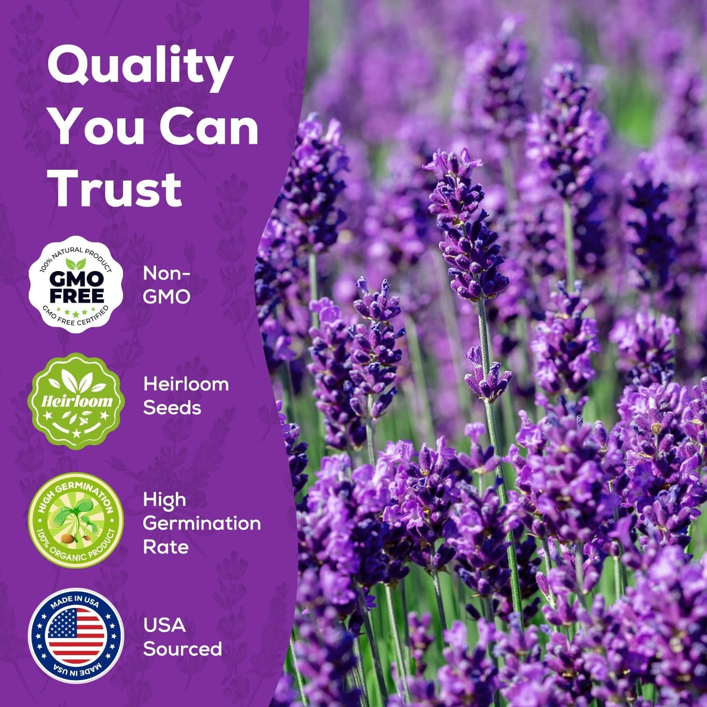 English Lavender Seeds for Planting - 1500+ Heirloom, Non-GMO Seeds - High Germination, Fragrant Purple Flowers Herb Seeds for Home Garden, Indoor/Outdoor