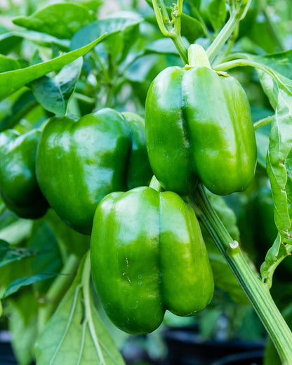 Sweet Bell Pepper Seeds Collection – 4 Colorful Varieties: Big Red, Giant Green, Orange Horizon & Yellow Sunbright – Non-GMO Heirloom Vegetable Seeds for Planting Indoors & Outdoors.