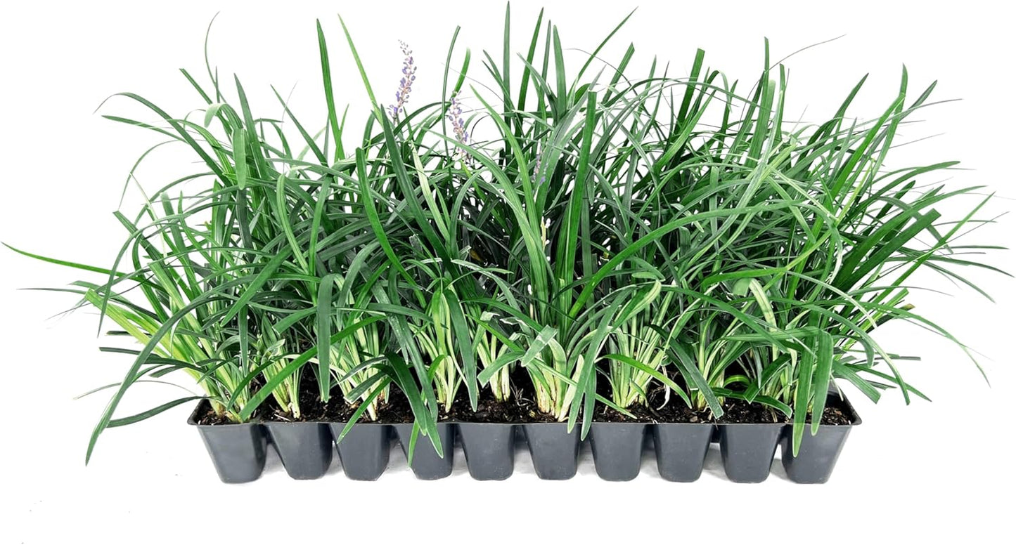 Super Blue Liriope Muscari - 20 Live Plants - Evergreen Ground Cover Grass