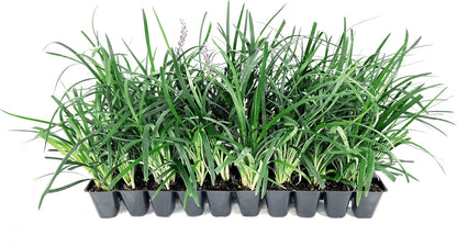 Super Blue Liriope Muscari - 20 Live Plants - Evergreen Ground Cover Grass