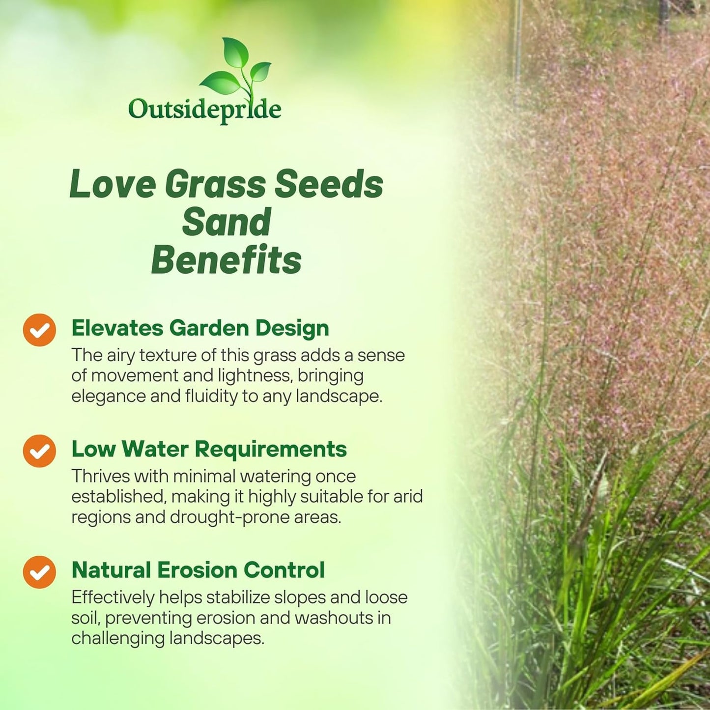Outsidepride Sand Love Grass Seeds - 5,000 Pcs. Perennial, Easy to Grow, Drought-Tolerant, Tall Ornamental Grass, Thrives in Sandy Soil, Wind & Erosion Control for Landscaping, Year-Round Beauty