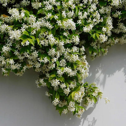 Star Jasmine/Confederate Jasmine - Trachelospermum Jasminoides. Live. Fragrant Flowers. (2 Plants in Sac)