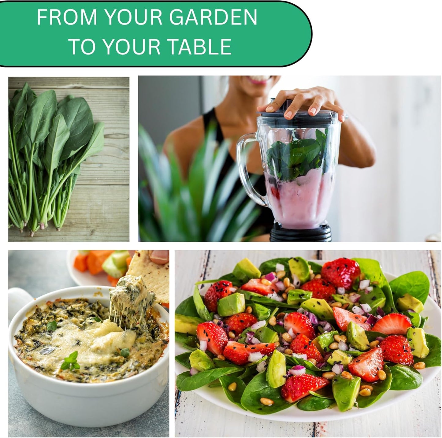 Woods Creek Seeds: Bloomsdale Long Standing Spinach Seeds for Planting - Over 400 Heirloom Spinach Seed Pack - Non-GMO Seed Pack for Planting Outdoors or Hydroponic Vegetable Gardening